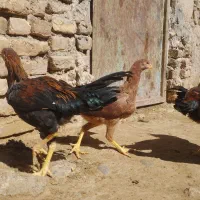 جوجه . مرغ .خروس لاری .جوجه لاری|حیوانات مزرعه|تربت‌حیدریه, ترمینال|دیوار