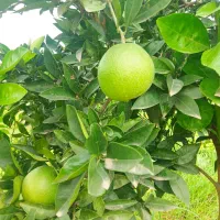 2000مترباغ-مرکبات-20ساله-برجاده-اصلی-سندار