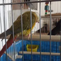 گرینچیک و عروس وایت فیس|پرنده|خرمآباد, |دیوار