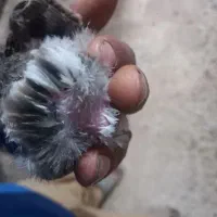 کبوتر زرد دمسفید و جوجه سرلاکی