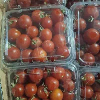 سوپرمیوه.بصورت عمده‌ انواع میوه گوجه گیلاسی.|خوردنی و آشامیدنی|بوشهر, |دیوار