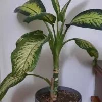 گل طبیعی|گل و گیاه طبیعی|صباشهر, |دیوار