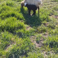 دو میش یکی زایده با بره نر یکی دیگه ابست نزدیک