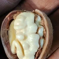 گردو