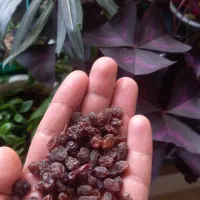 کشمش بیدانه درجه ۱ پاک شده