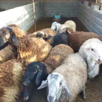 بره نر چاق در وزن های مختلف (میش.بز.شیشک)|حیوانات مزرعه|پیشوا, |دیوار