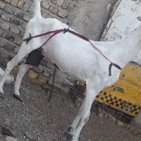 بز مری جمل زا