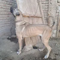 ماده سرابی اصیل|سگ|سراب, |دیوار