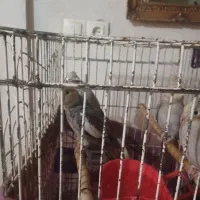 جوجه عروس هلندی زیبا|پرنده|محمدشهر, جعفرآباد|دیوار