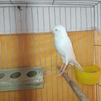 قناری ماده رسمی سفید بلند|پرنده|تبریز, |دیوار