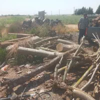 خریدار انواع چوب|خدمات باغبانی و درختکاری|پارس‌آباد, |دیوار