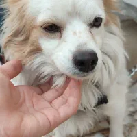 سگ پا کوتاه