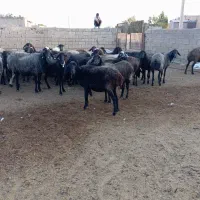 ۳۵راس میش ابستن سیاه کبود|حیوانات مزرعه|تهران, شهرک استقلال|دیوار