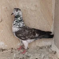 کفتر کبوتر ماده