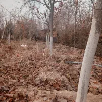 درخت به و هلو|حراج|تهران, شهرک شریفی|دیوار