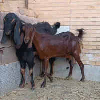 بز کره پاکستانی اصل شیرا