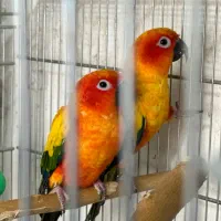 فروش و خریدارطوطی کاسکوملنگوعروس فنچ مرغ عشق و ..|پرنده|تهران, ارامنه|دیوار