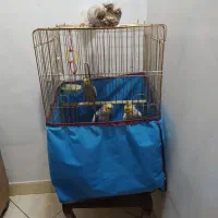 عروس هلندی فرشی