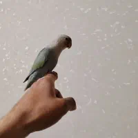 طوطی برزیلی ماده دستی رنگ خاص