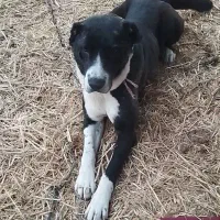 گمشده|حیوانات|رضویه, |دیوار