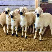 گوسفند زنده درمهل