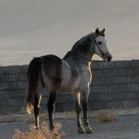 اسب اصیل کرد (قهرمان میادین زیبایی کشوری)