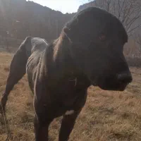 سراب|سگ|اسفراین, |دیوار