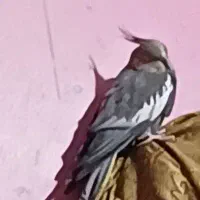 عروس هلندی|پرنده|اهواز, فرهنگ شهر|دیوار