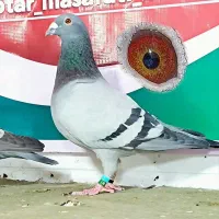 کبوتر پلاکی نر جوس تونی ماده عربستان