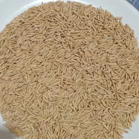 شالی دم سیاه درجه یک