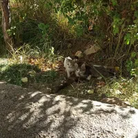 واگذاری بچه گربه