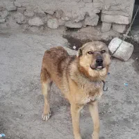 سگ نگهبان|سگ|فیروزه, |دیوار