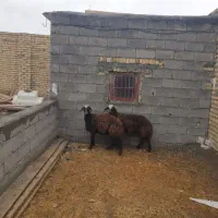 دو‌راس بره‌ماده‌افشاری‌کله‌سفید‌با‌هم‌دوقلو