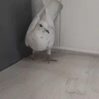 کبوتر نامبر ماده