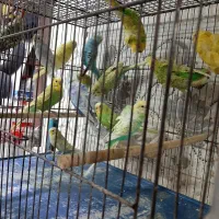 مرغ عشق جوجه کوتوله