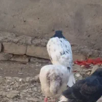 تعدادی زیادی کبوتر فروشی|پرنده|مسجد سلیمان, |دیوار