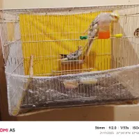 یک جفت عروس لوتینو با جوجه