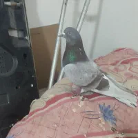 کفترگرو|پرنده|گرگان, |دیوار