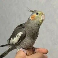 جوجه عروس هلندی