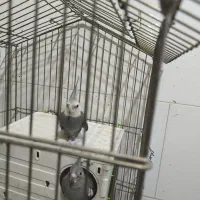 عروس هلندی تخم گذار