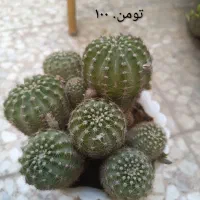 گل طبیعی و کاکتوس پر بچه