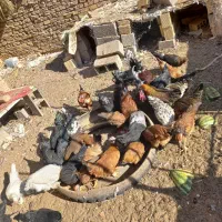تخمرغ نطفه دار گلین سلطان گردن لخت