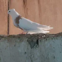 کبوتر|پرنده|گهواره, |دیوار