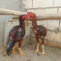 یک عدد خروس لاری