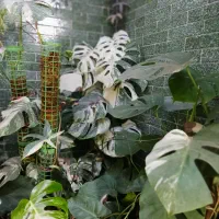 گل مانسترا ابلق