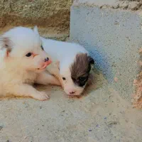 سگ پاکوتاه اشپیتز