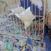 کبوتر|پرنده|جیرفت, |دیوار