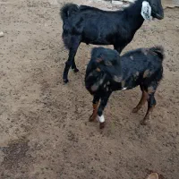 کهره نر|حیوانات مزرعه|میناب, |دیوار