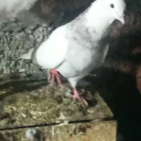 کبوتر طوقی|پرنده|جوانرود, |دیوار