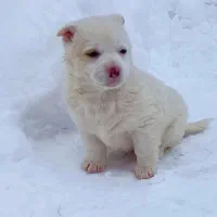 سگ پاکوتا فیندو|سگ|مراغه, |دیوار